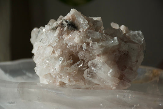 Sacred Pink Lemurian