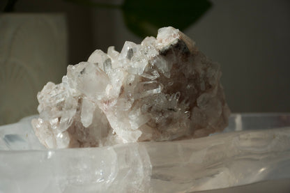 Sacred Pink Lemurian