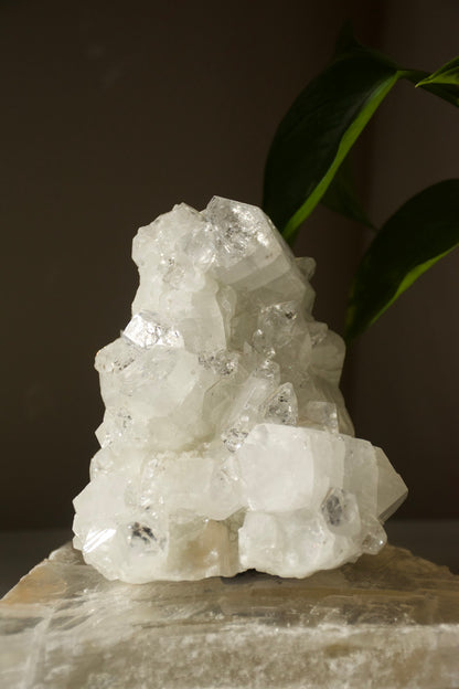 Apophyllite Cluster