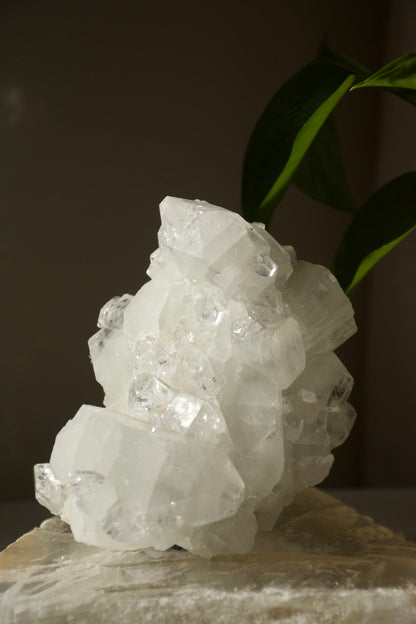 Apophyllite Cluster